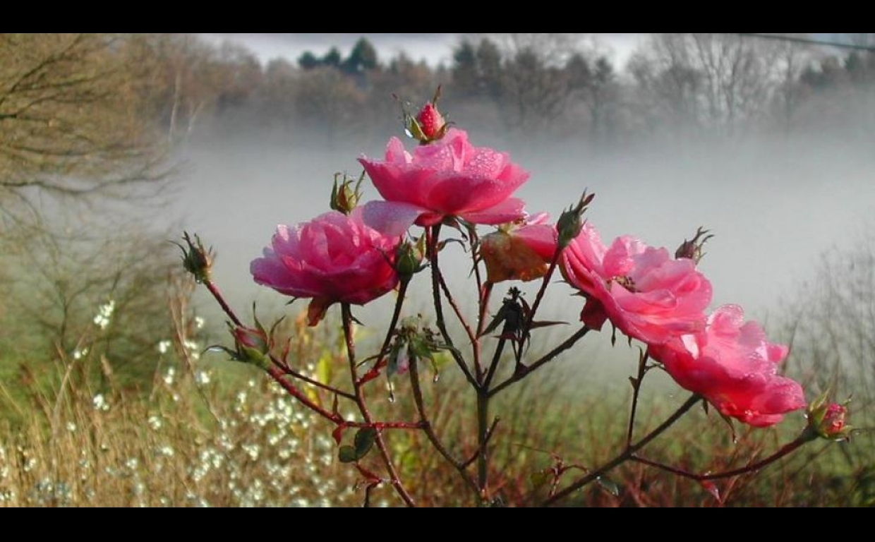 Rosa 'Bonica'