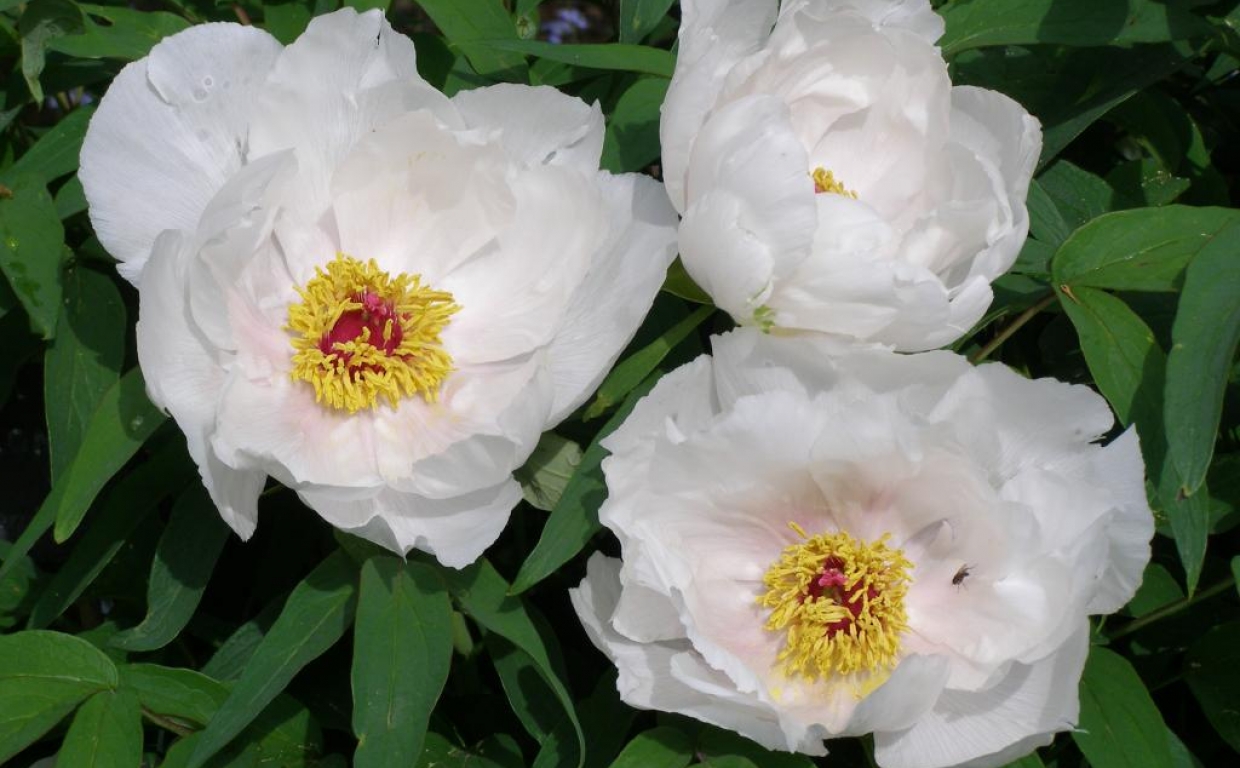 Paeonia x lactiflora 'Clair de lune'